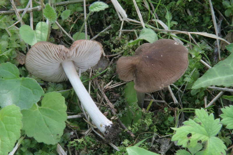 Altri due ritrovamenti  del 11.03.2011.